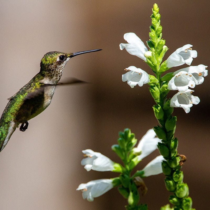 Crystal Peak White Obedient Plant