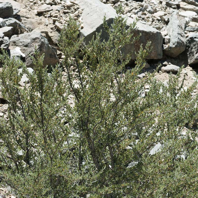 Curl Leaf Mountain Mahogany (Cercocarpus)