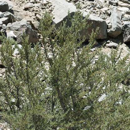 Curl Leaf Mountain Mahogany (Cercocarpus)