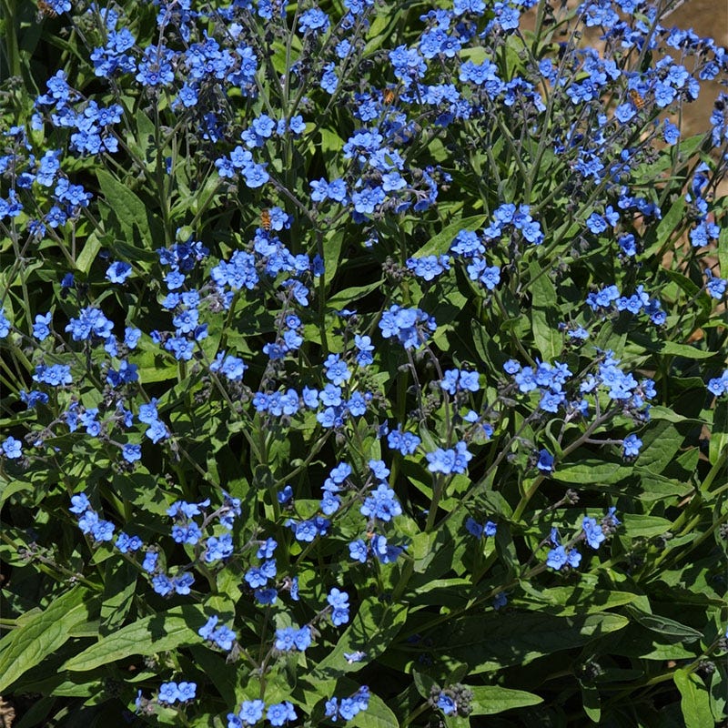 Chinese Forget Me Not Seeds