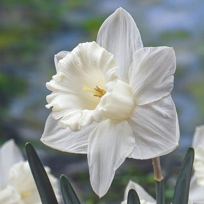 Mount Hood Trumpet Daffodil