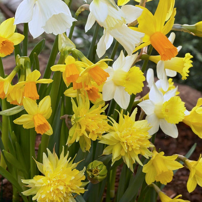 Rock Garden Daffodil Mix