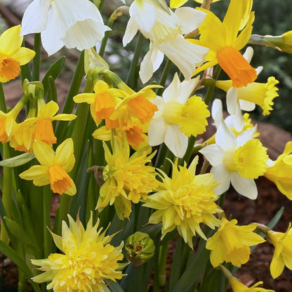 Rock Garden Daffodil Mix