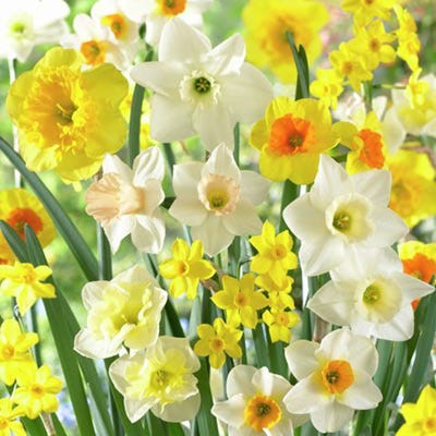 Fragrant Daffodil Mix