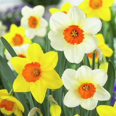 Large Cupped Daffodil Mix - Thumbnail 2