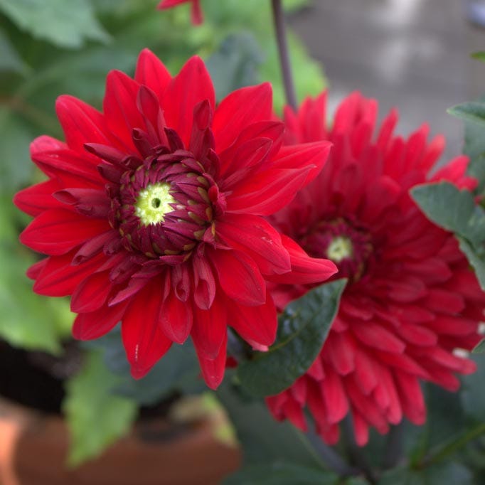 Babylon Red Dinnerplate Dahlia