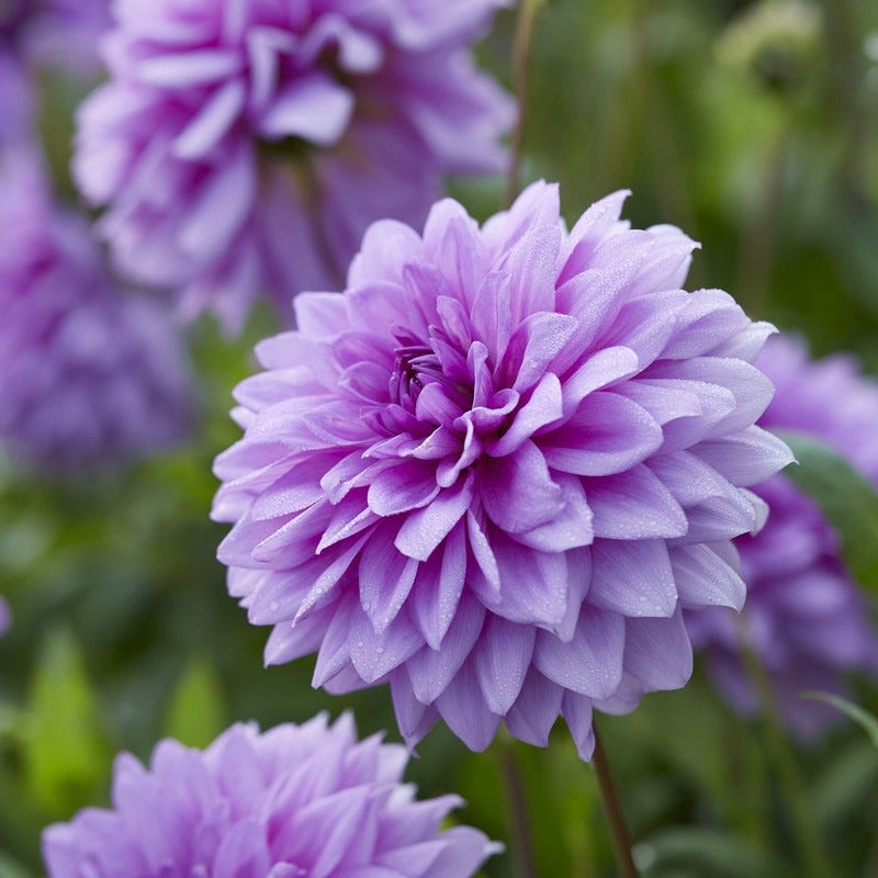Blue Boy Dahlia