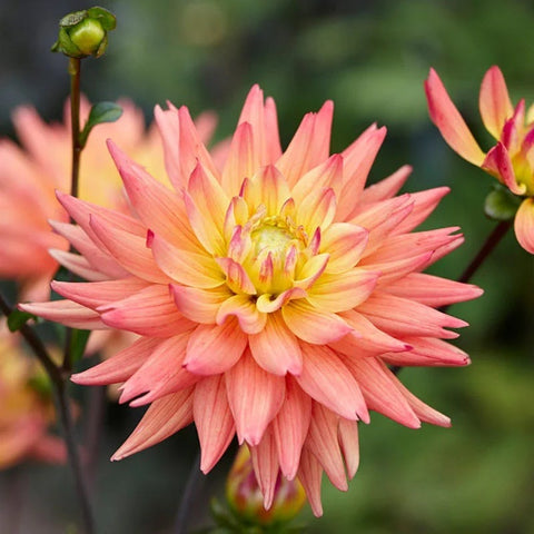 Karma Corona Semi Cactus Dahlia Bulbs