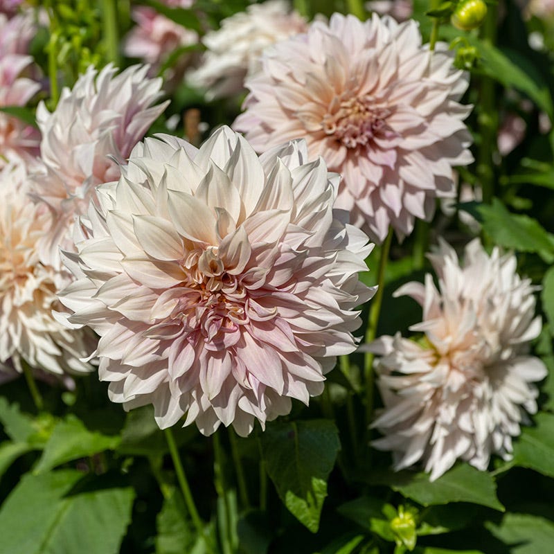 Bold Bouquet Flower Bulb Collection