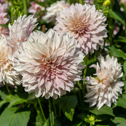 Bold Bouquet Flower Bulb Collection