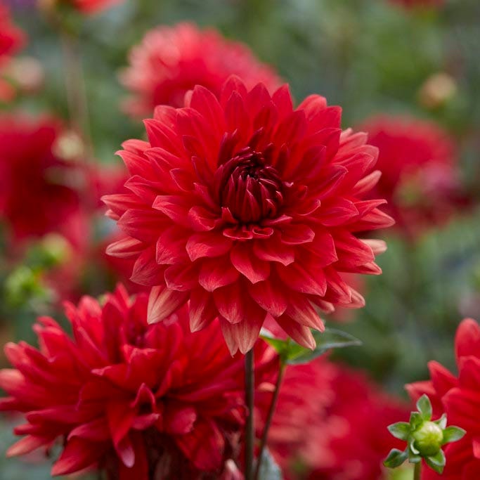 Tried & True Dinnerplate Dahlia Collection