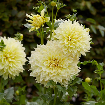 Tried & True Dinnerplate Dahlia Collection