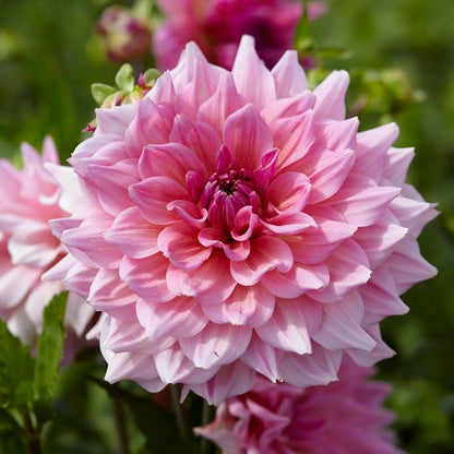 Otto's Thrill Dinnerplate Dahlia