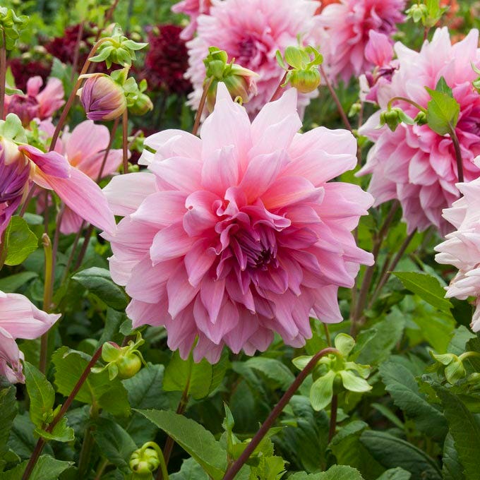 Otto's Thrill Dinnerplate Dahlia