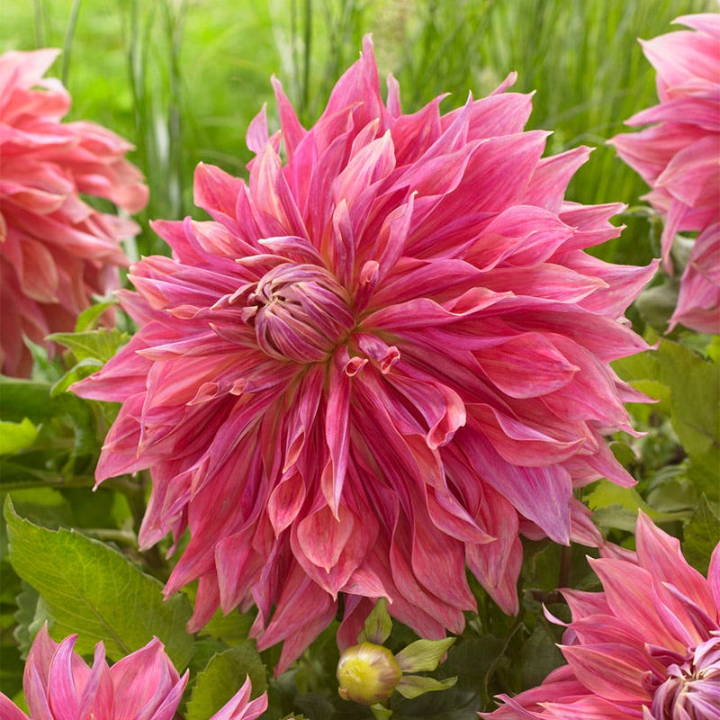 Penhill Dark Monarch Dinnerplate Dahlia