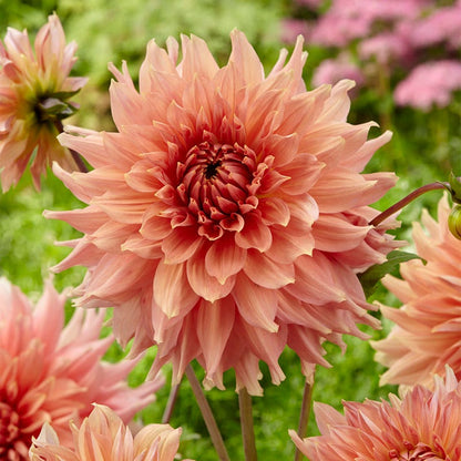 Fairway Spur Dinnerplate Dahlia