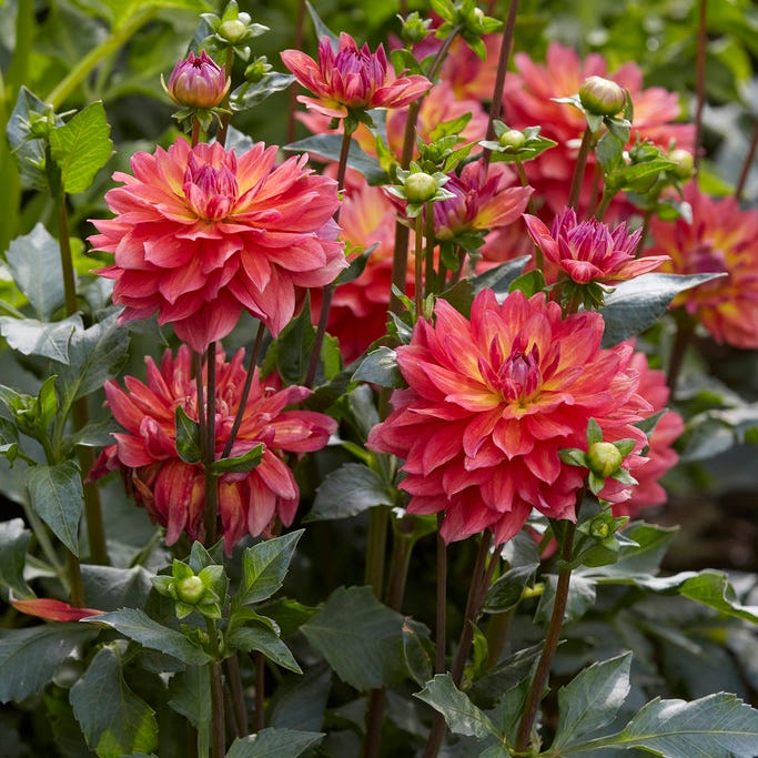 dahlia plants in pots for sale Fire Pot Semi Dinnerplate Dahlia Bulbs