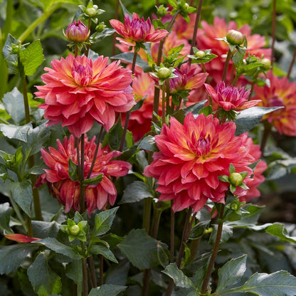 Fire Pot Semi-Dinnerplate Dahlia