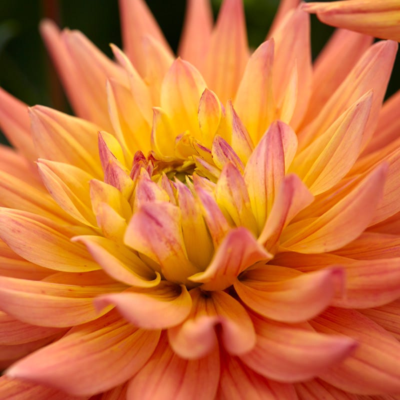Karma Corona Semi-Cactus Dahlia