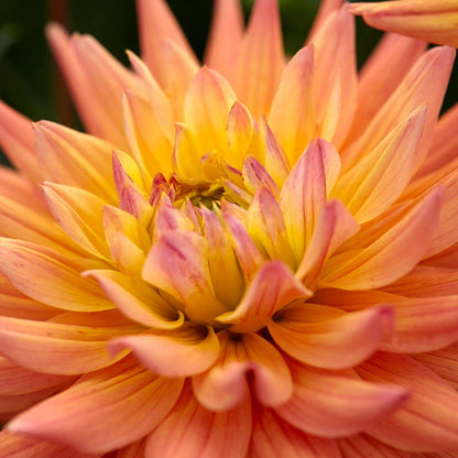 Karma Corona Semi-Cactus Dahlia