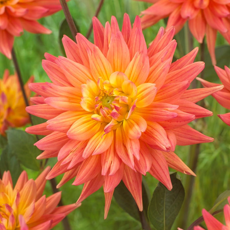Karma Corona Semi-Cactus Dahlia - Thumbnail 2
