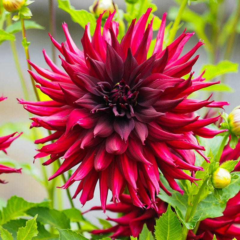 Stars of the Garden Dahlia Collection
