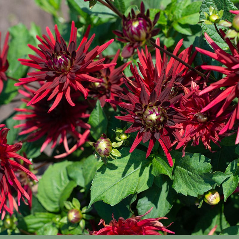 Nuit D'ete Cactus Dahlia