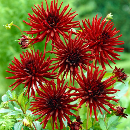 Rioja Spanish Red Bulb Collection