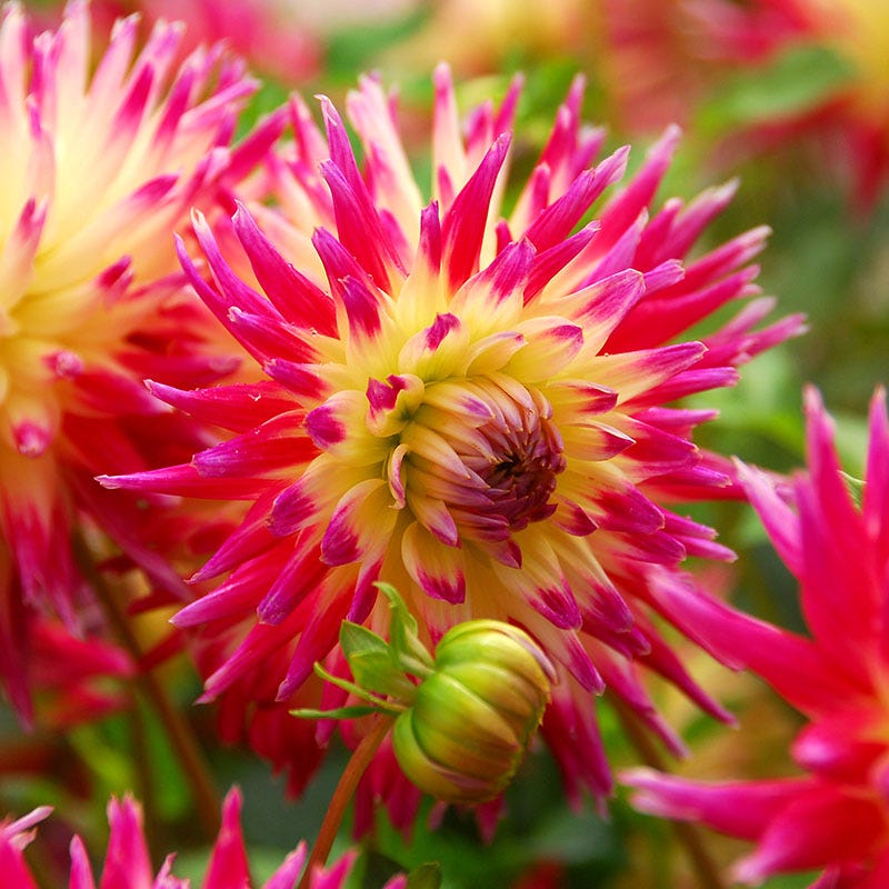 Tahiti Sunrise Semi-Cactus Dahlia - Thumbnail 2