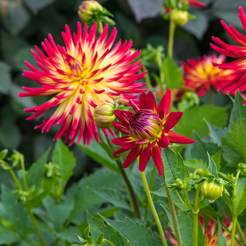 Tahiti Sunrise Semi-Cactus Dahlia