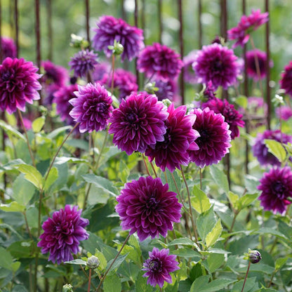 Tried & True Dinnerplate Dahlia Collection