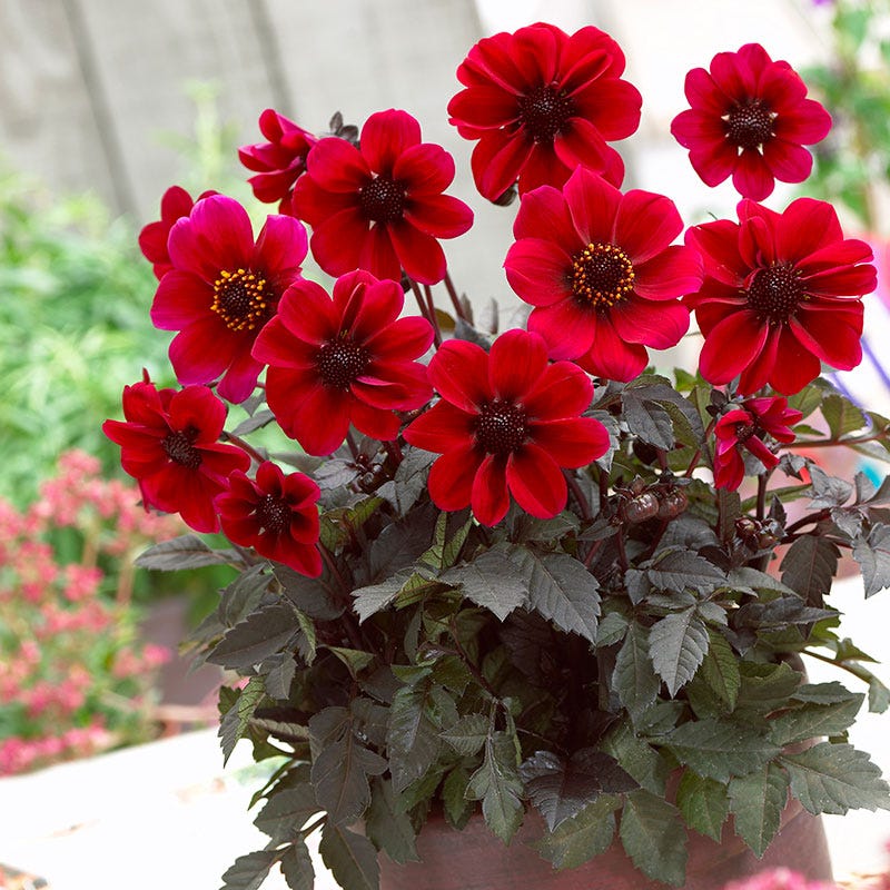dracula lily flower Dracula Dark Angel Dahlia Bulbs,Dark Angel Dahlia Series