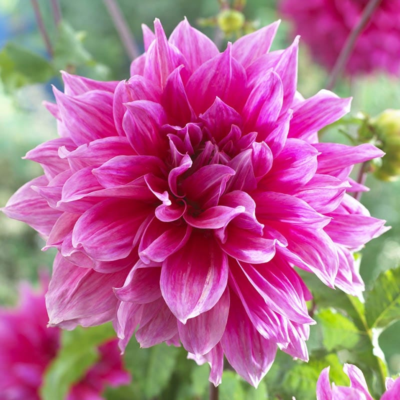 【moluer666】 DEAR DAHLIA・POLAセット Emory Paul Dinnerplate Dahlia Bulbs | High Country Gardens