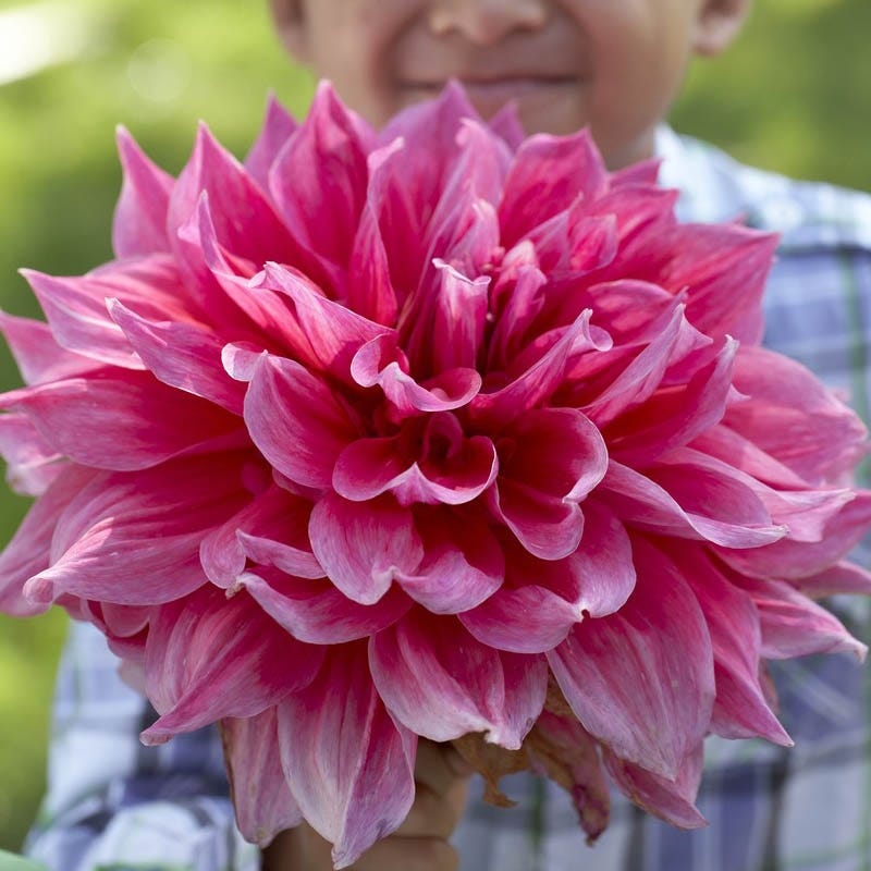 Emory Paul Dinnerplate Dahlia