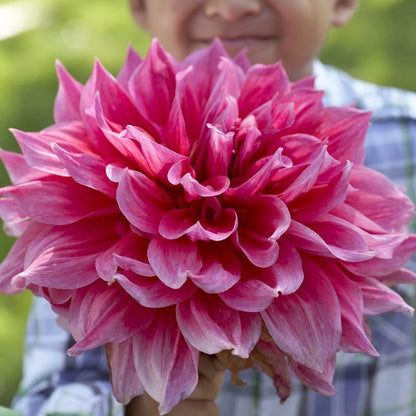 Emory Paul Dinnerplate Dahlia