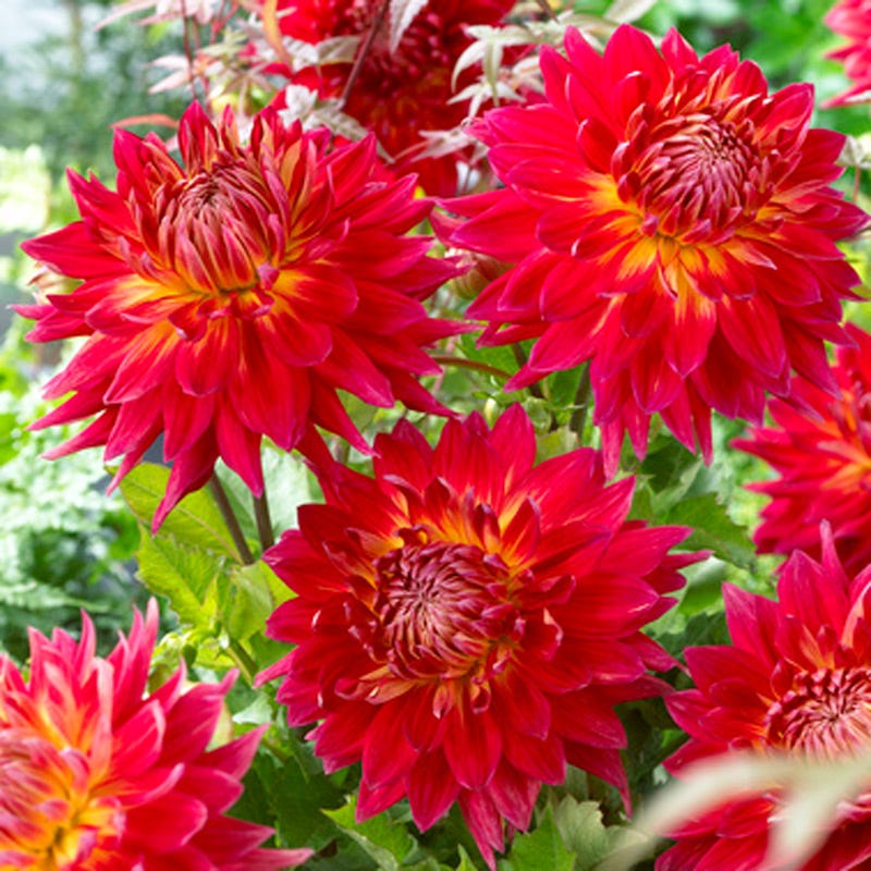 Manhattan Island Dinnerplate Dahlia