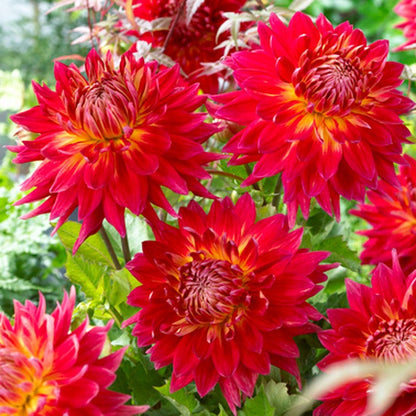 Manhattan Island Dinnerplate Dahlia