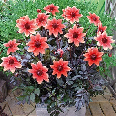 Dragon Ball Dark Angel® Dahlia