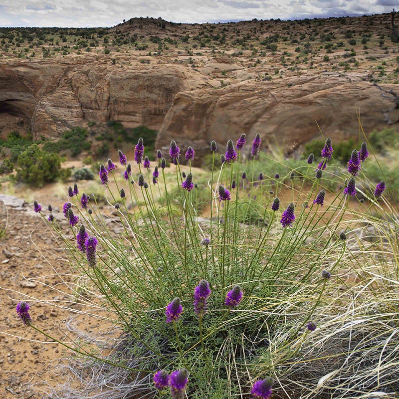 Purple Prairie Clover (Dalea)