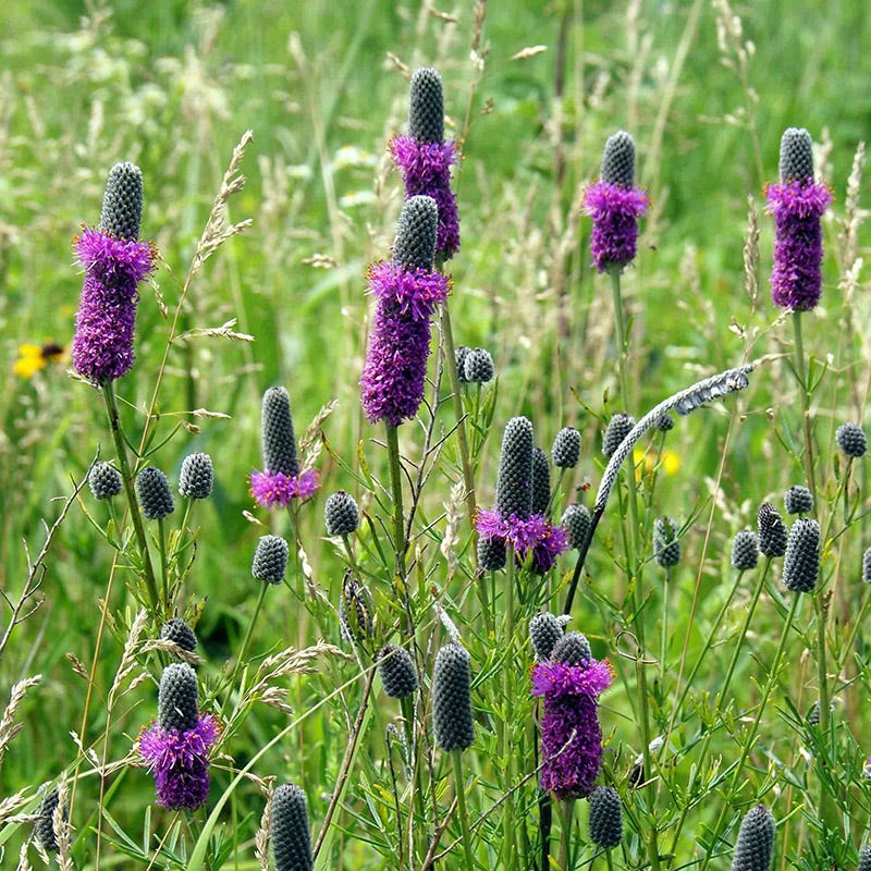 Purple Prairie Clover (Dalea)