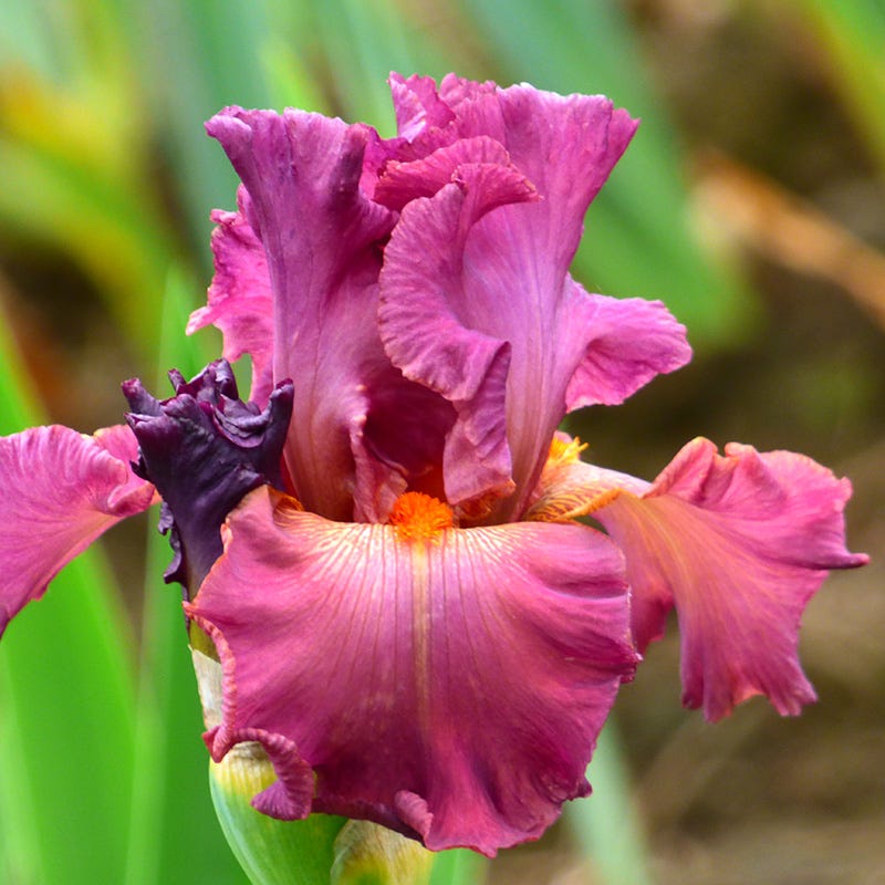 Dame de Coeur Bearded Iris