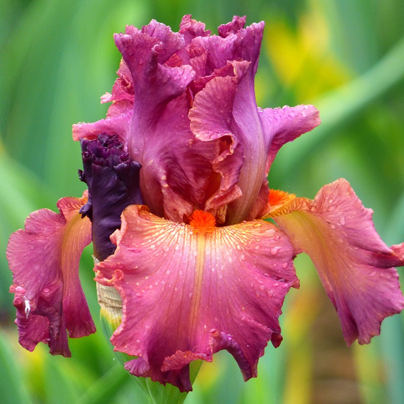 Bearded Iris Dame de Coeur