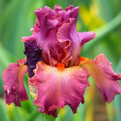 Dame de Coeur Bearded Iris