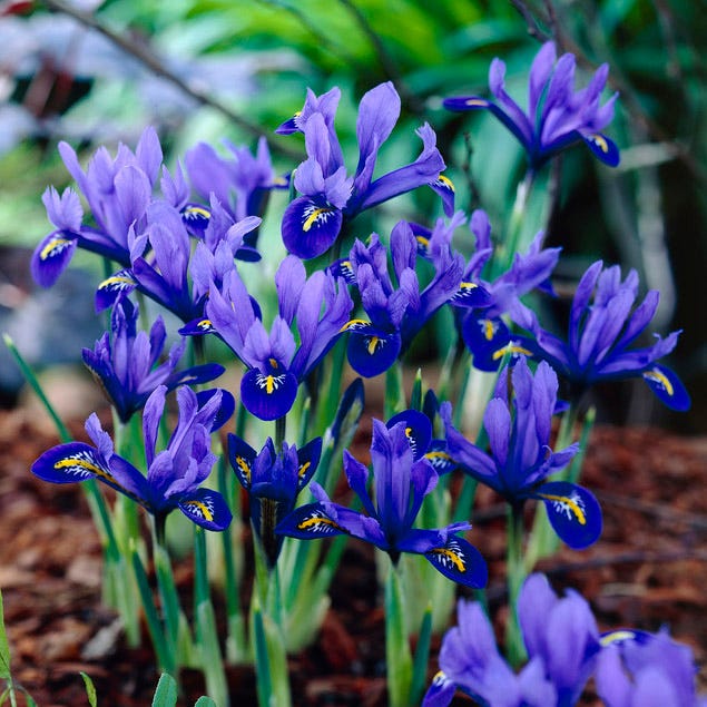 Wildflower Iris Bulb Collection