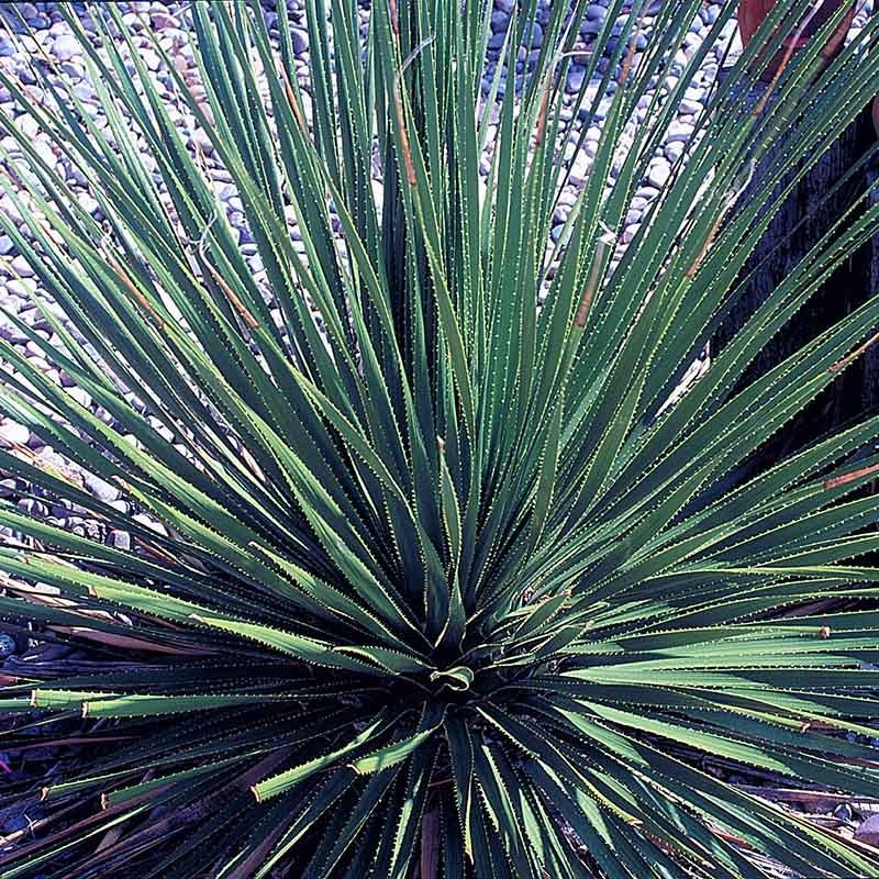 Desert Spoon, Sotol, Dasylirion wheeleri | High Country Gardens