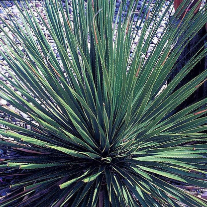 Common Sotol (Dasylirion)