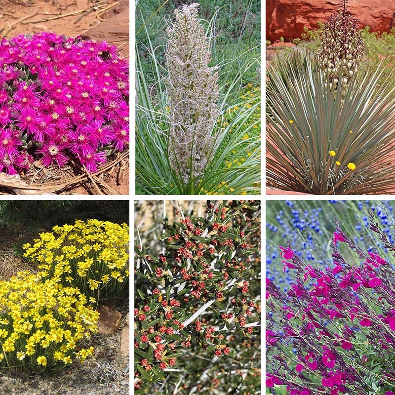 David's Dependable Desert Plant Collection