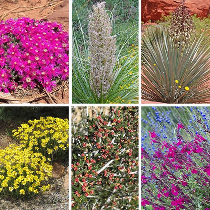 David's Dependable Desert Plant Collection