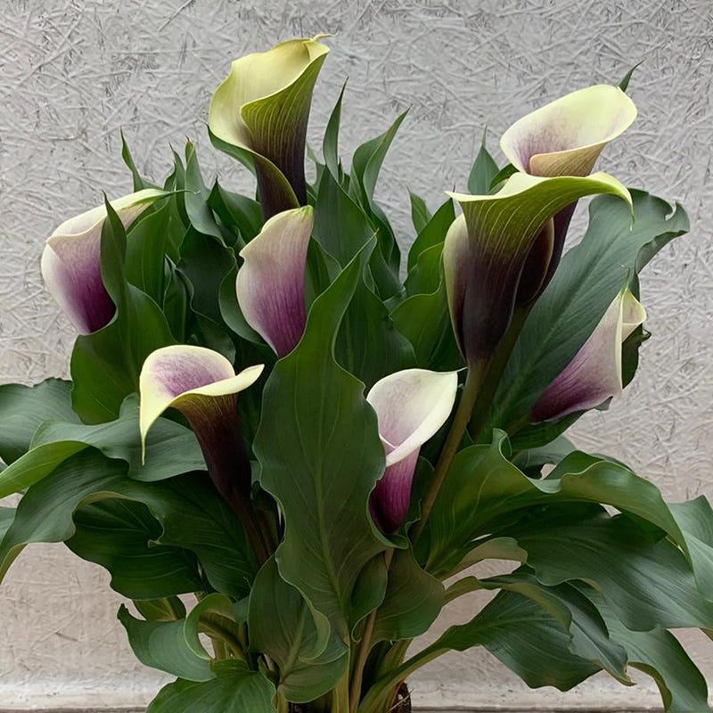 green calla lily plant O'Keeffe-Inspired Calla Lily Mix