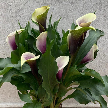 O'Keeffe-Inspired Calla Lily Mix
